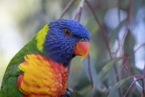 Head close up of a Rainbow lorikeet (Trichoglossus moluccanus