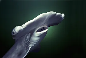 Sphyrna Lewini Prints: Head and gills of juvenile Scalloped hammerhead shark (Sphyrna Lewini), Kane ohe Bay
