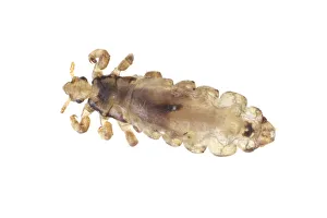 Head Louse (Pediculus humanus capitus) Brackenridge Field Laboratory, Austin, Travis County