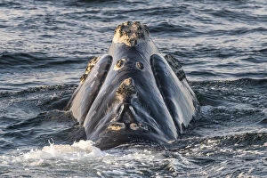 Head of a North Atlantic right whale (Eubalaena glacialis) showing callosities, pathches