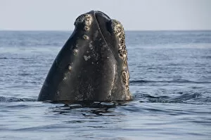 Images Dated 21st April 2020: Head of a North Atlantic right whale (Eubalaena glacialis) emerges from the water