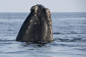 Head of a North Atlantic right whale (Eubalaena glacialis) emerges from the water