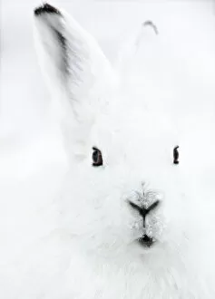 Images Dated 19th April 2010: Head portrait of an Arctic snow hare (Lepus arcticus groenlandicus) North East Greenland. February