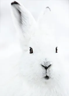 Lagomorphs Prints: Head portrait of an Arctic snow hare (Lepus arcticus groenlandicus) North East Greenland