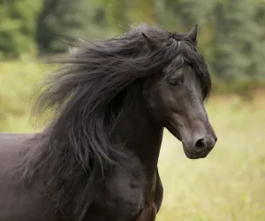 Head portrait of black Merens stallion with long mane running in pasture. Northern France, Europe Head portrait of black Merens stallion with long mane running in pasture. Northern France, Europe