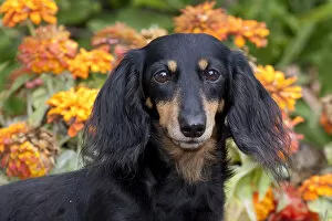 Images Dated 12th September 2009: Head portrait of black and tan smooth coated Dachshund with zinnias, Illinois, USA