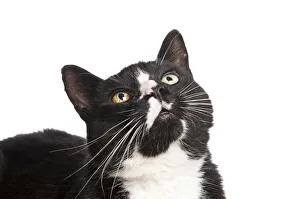 White Colour Prints: Head portrait of black and white domestic cat (Felix catus) looking up