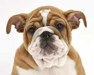 Animal Head Gallery: Head portrait of a Bulldog puppy, 11 weeks
