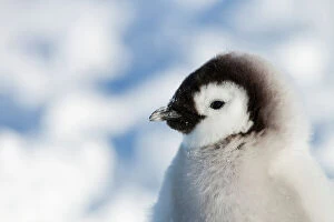 Antarctica Gallery: Head portrait of Emperor penguin chick (Aptenodytes forsteri) sitting in the snow