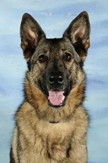 Images Dated 5th September 2009: Head portrait of a German Shepherd, panting
