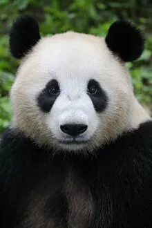 Bear Gallery: Head portrait of a Giant panda (Ailuropoda Melanoleuca) Bifengxia Giant Panda Breeding