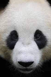Giant Panda Collection: Head portrait of a Giant panda (Ailuropoda Melanoleuca) Bifengxia Giant Panda Breeding