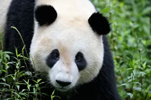 Ailuropoda Melanoleuca Gallery: Head portrait of a Giant panda (Ailuropoda Melanoleuca) Bifengxia Giant Panda Breeding