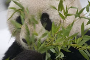 Giant Panda Collection: Head portrait of Giant panda (Ailuropoda melanoleuca) feeding on bamboo, captive