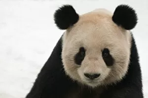 Giant Panda Gallery: Head portrait of Giant panda (Ailuropoda melanoleuca) captive (born in 2000)