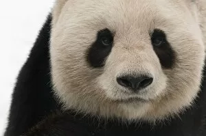 Giant Panda Gallery: Head portrait of Giant panda (Ailuropoda melanoleuca) captive (born in 2000) Occurs China