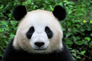 Head portrait of a Giant panda (Ailuropoda Melanoleuca) Bifengxia Giant Panda Breeding