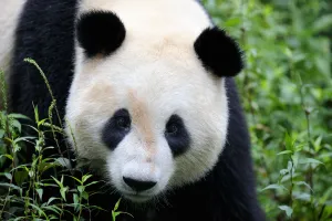 Chinese Prints: Head portrait of a Giant panda (Ailuropoda Melanoleuca) Bifengxia Giant Panda Breeding