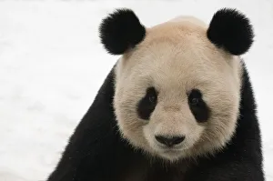 Head portrait of Giant panda (Ailuropoda melanoleuca) captive (born in 2000)
