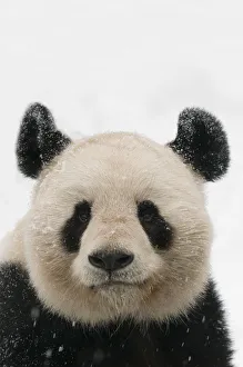 Head portrait of Giant panda (Ailuropoda melanoleuca) covered in snow captive (born