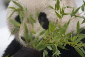Giant Panda Prints: Head portrait of Giant panda (Ailuropoda melanoleuca) feeding on bamboo, captive