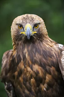 2010 Highlights Collection: Head portrait of Golden eagle (Aquila chrysaetos) captive