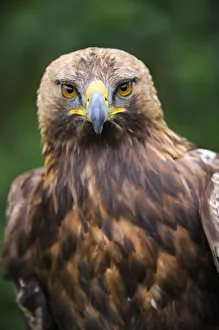 Head portrait of Golden eagle (Aquila chrysaetos) captive