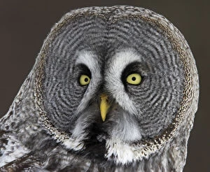 Owls Gallery: Head portrait of Great Grey Owl (Strix nebulosa)Raahe, Finland, March