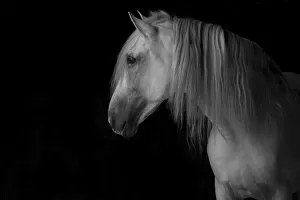 Head portrait of grey Andalusian stallion in dark barn. Northern France, Europe