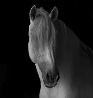 Head portrait of grey Andalusian stallion in dark barn, Northern France, Europe