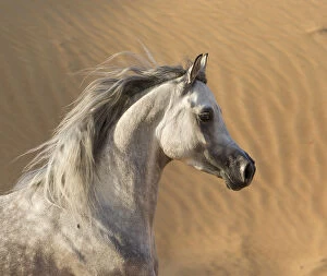 Images Dated 19th March 2014: Head portrait of grey Arabian stallion running in desert dunes near Dubai, United