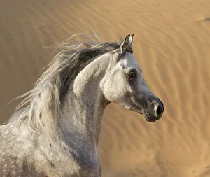 Middle East Prints: Head portrait of grey Arabian stallion running in desert dunes near Dubai, United
