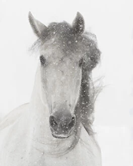 Head portrait of grey almost white Andalusian mare running in snow, Berthoud, Colorado, USA
