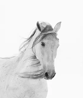 Head portrait of grey almost white Andalusian mare running in snow, Berthoud, Colorado, USA