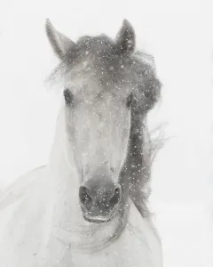 Snowflakes Prints: Head portrait of grey almost white Andalusian mare running in snow