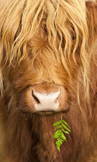 Animal Face Gallery: Head portrait of Highland cow, Scotland, with tiny frond of bracken at corner of mouth