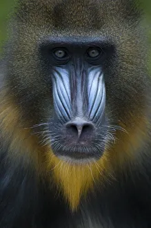 Head portrait of male Mandrill (Mandrillus sphinx) Captive. Apenheul zoo; the Netherlands