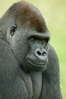 Head portrait of male silverback Western lowland gorilla {Gorilla gorilla gorilla} UK