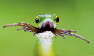 The Magic Moment Collection: Head portrait of Satiny Parrot snake (Leptophis depressirostris) swallowing frog