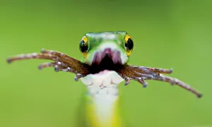 Head portrait of Satiny Parrot snake (Leptophis depressirostris) swallowing frog