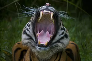 Tigers Gallery: Head portrait of Sumatran tiger (Panthera tigris sumatrae) with mouth wide open in a yawn