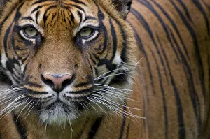 Head portrait of Sumatran tiger (Panthera tigris sumatrae) captive