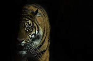 Head portrait of Sumatran tiger (Panthera tigris sumatrae) with face half cast in shadow