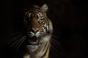 Head portrait of Sumatran tiger (Panthera tigris sumatrae) with face half cast in shadow