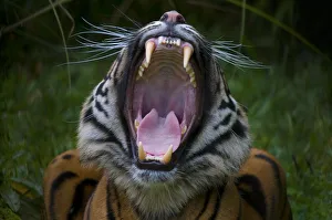 Head portrait of Sumatran tiger (Panthera tigris sumatrae) with mouth wide open in a yawn