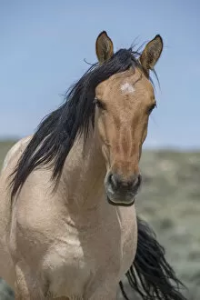 Animal In The Wild Gallery: Head portrait of wild dun roan Mustang mare in Sand Wash Basin, Colorado, USA