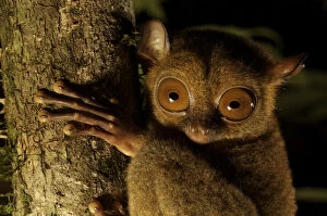 Animal Eye Gallery: Head portrait of a Wild Western / Sunda tarsier (Tarsius bancanus) on tree trunk at night