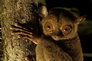 Head portrait of a Wild Western / Sunda tarsier (Tarsius bancanus) on tree trunk at night