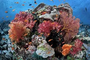 Alcyonacea Gallery: Healthy coral reef landscape, Carl's Ultimate dive site in the Eastern Fields of Papua New Guinea