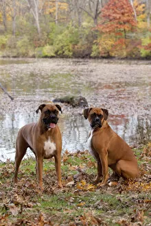 Images Dated 21st October 2009: HeaPair of male Boxers fawn coloured with natural ears, sitting by lake in Autumn